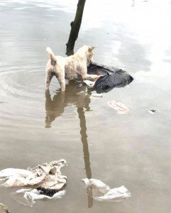 圖／翻攝Herald News