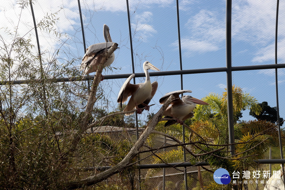 園區有四座世界最大鳥窩。（記者扶小萍攝）