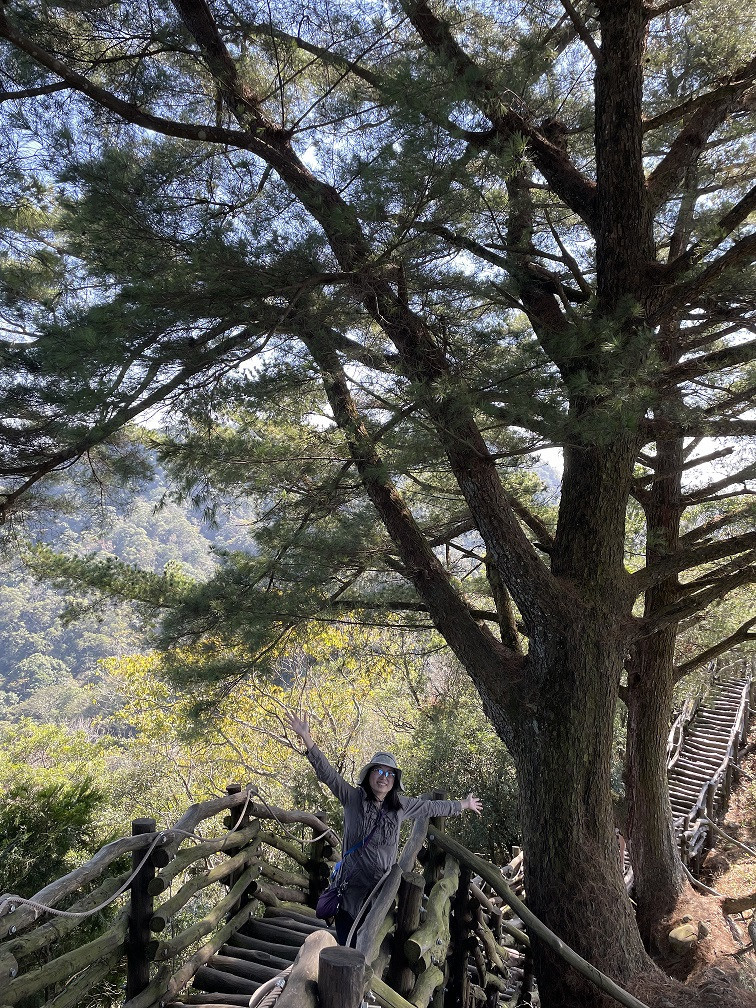 大坑5號登山步道-超大五葉松