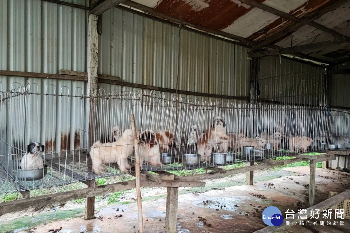 桃園市動保處在蘆竹山區查獲非法繁殖狗場，若查明違反動保法將裁處300萬元以下罰鍰。