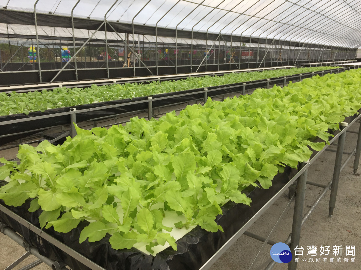 老五老2017年首創全台第一間「哈老農場」，讓熟齡人力發揮專長，種植蔬菜水果與更多人分享。