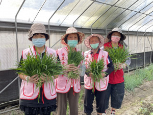 老五老2017年首創全台第一間「哈老農場」，讓熟齡人力發揮專長，種植蔬菜水果與更多人分享。