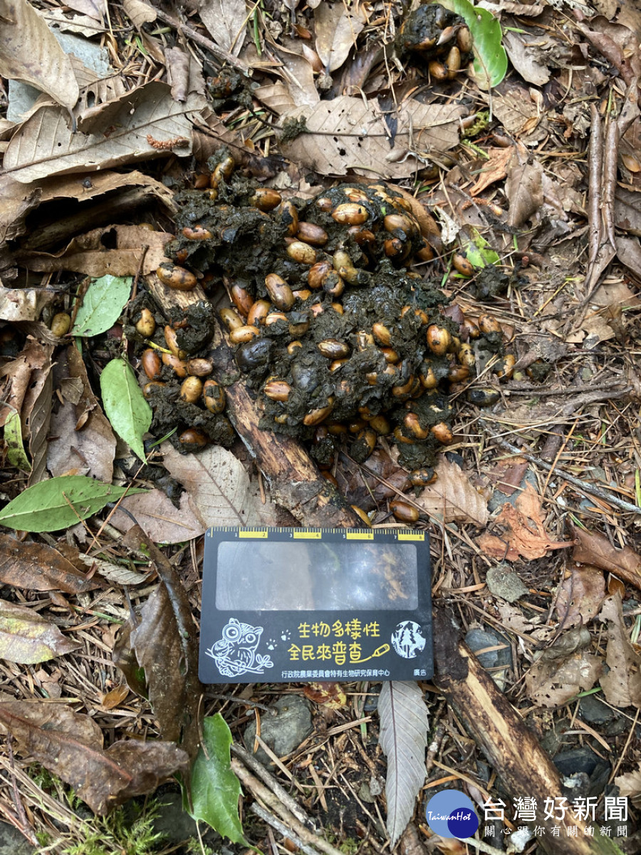 黑熊排遺中有殼斗科種子