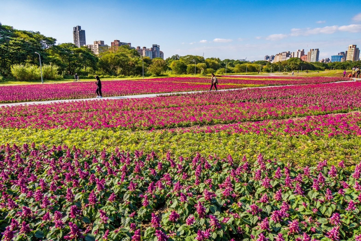 古亭河濱48萬盆花海盛開（圖／台北市水利處提供）