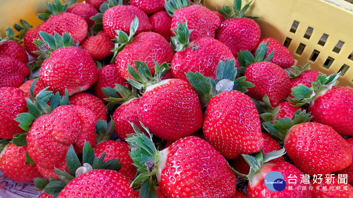 在地人草莓原青農蘇大哥表示，今年因為氣候與病蟲害影響產量，但整體草莓品質更勝往年。