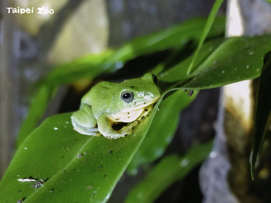 臺北樹蛙（圖／台北市立動物園）