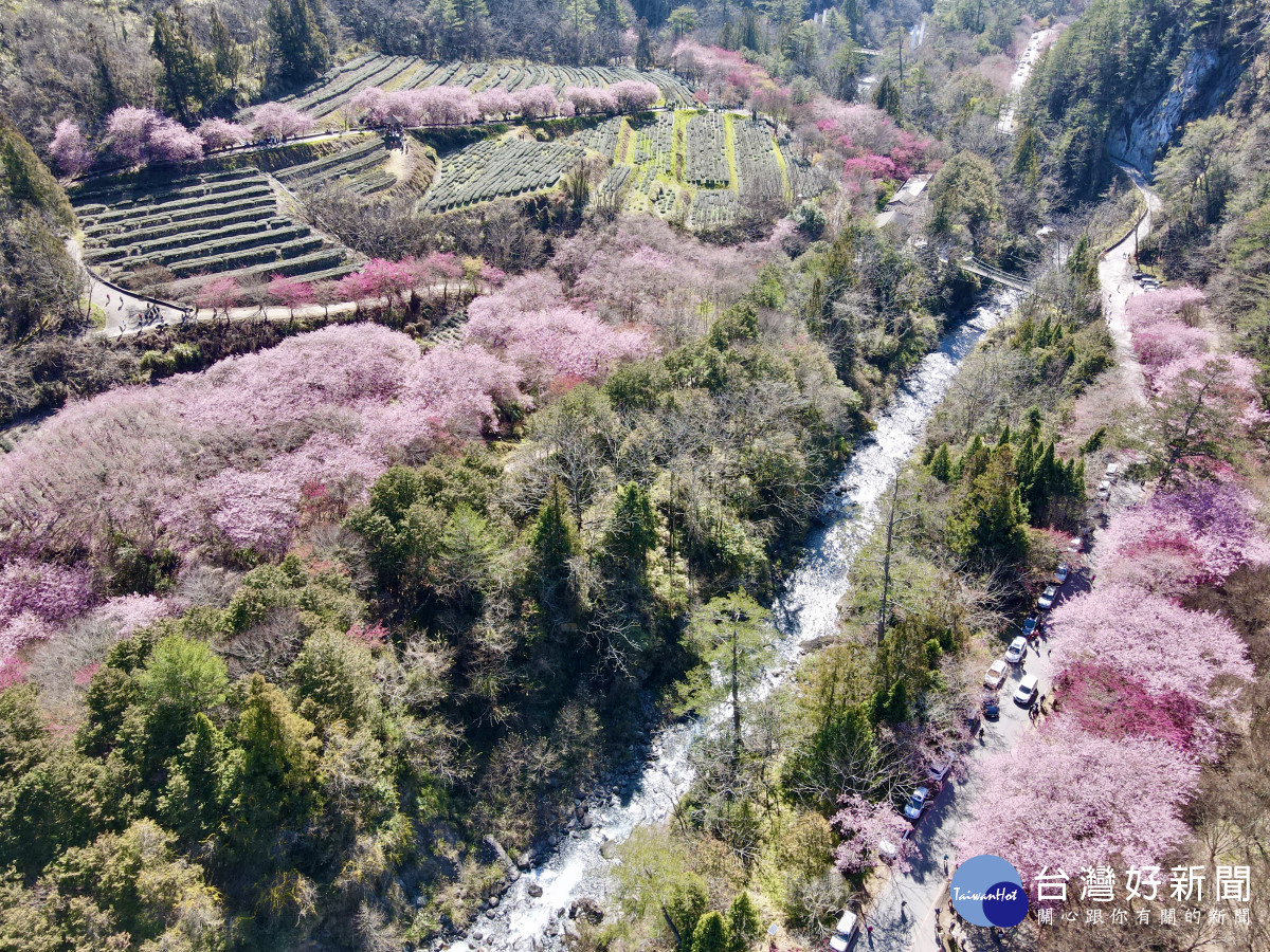 武陵農場櫻花季自2月7日至2月28日，實施為期22天的交通管制。