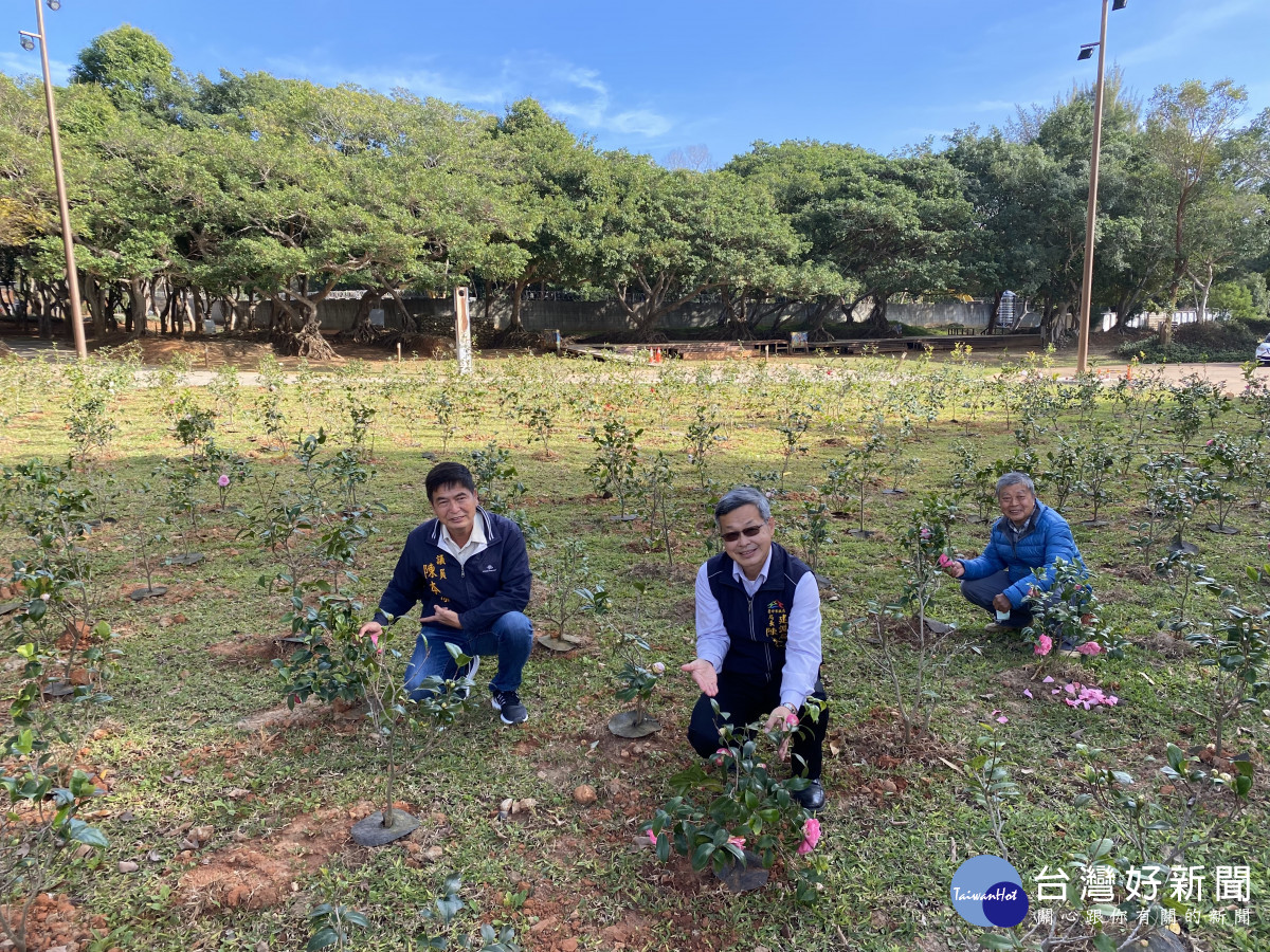 市府將王江仁送的茶花分種5處公園