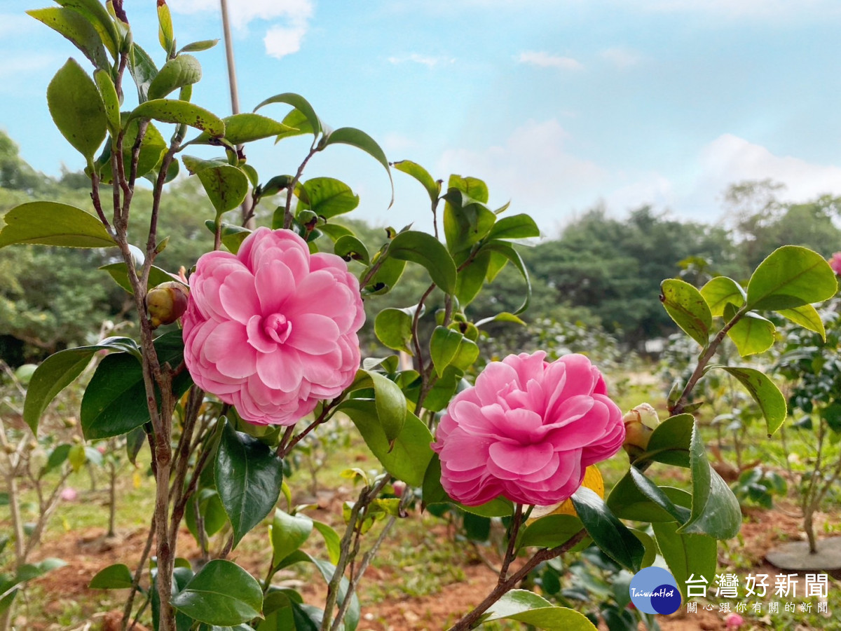 后里森林公園美麗茶花