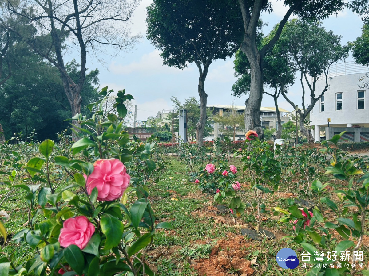 后里森林公園茶花