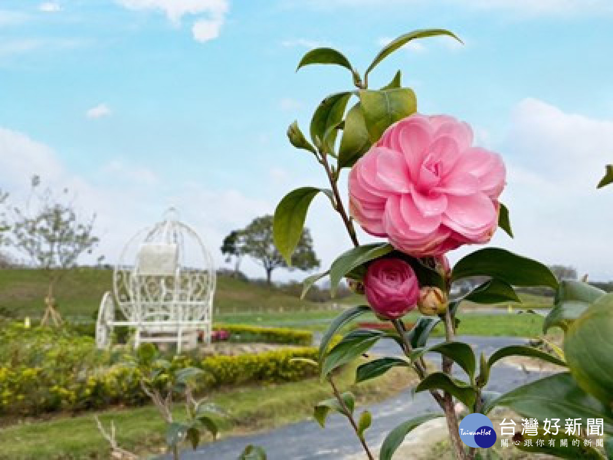 后里環保公園茶花