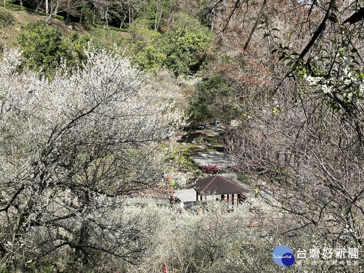 石門水庫種植的300棵低海拔略梅樹，梅花相繼綻放愈冷愈開花。