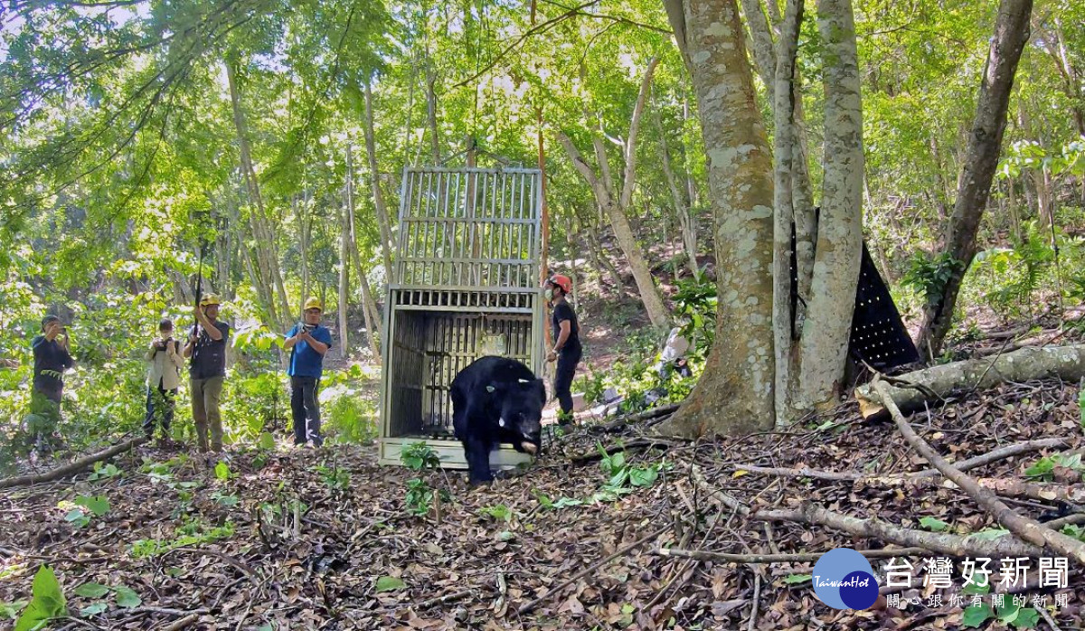 黑熊711野放出籠，由護管員鳴槍進行負面制約（避免黑熊過度親近人類）。（林務局東勢林區管理處提供） 