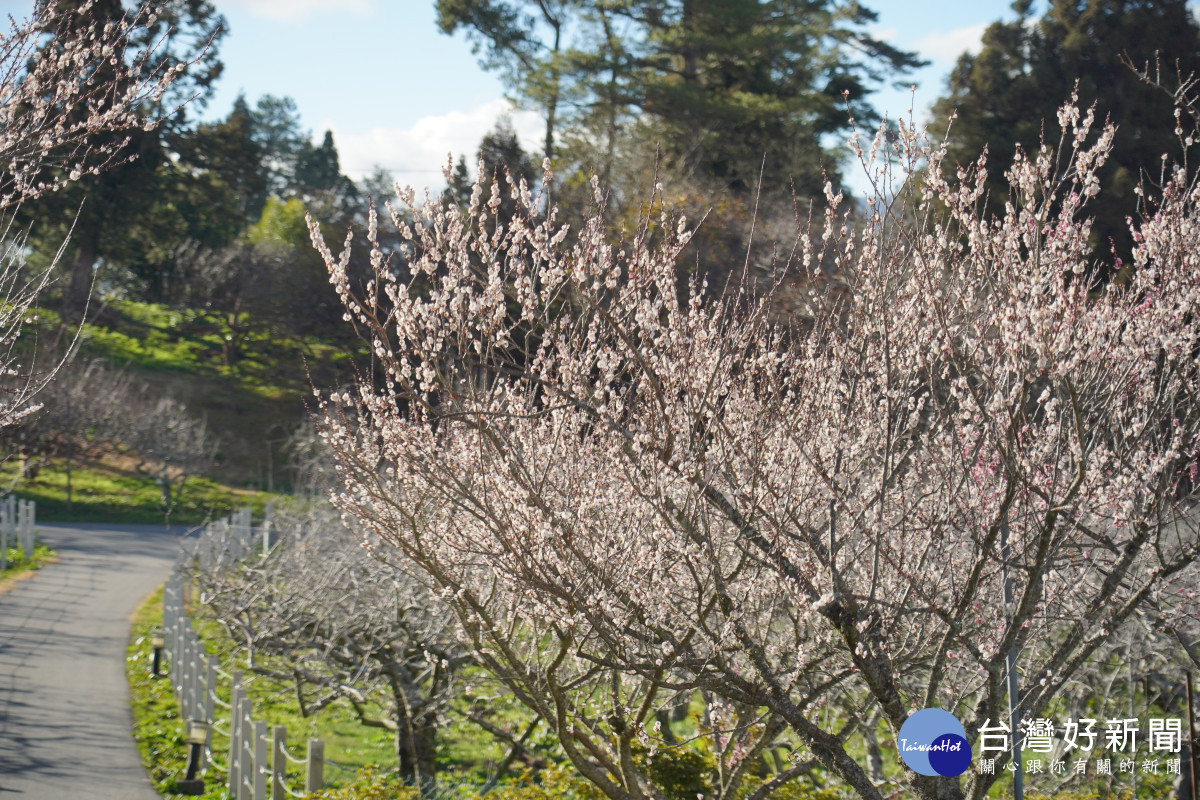 福壽山農場500株梅樹相繼盛開。