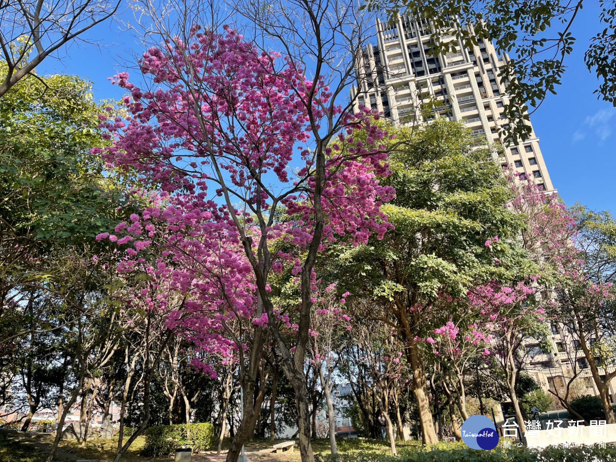 最受市府推薦的豐樂公園紫紅色系風鈴木
