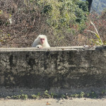 梨山居民大年初八巧遇罕見的白色獼猴。
