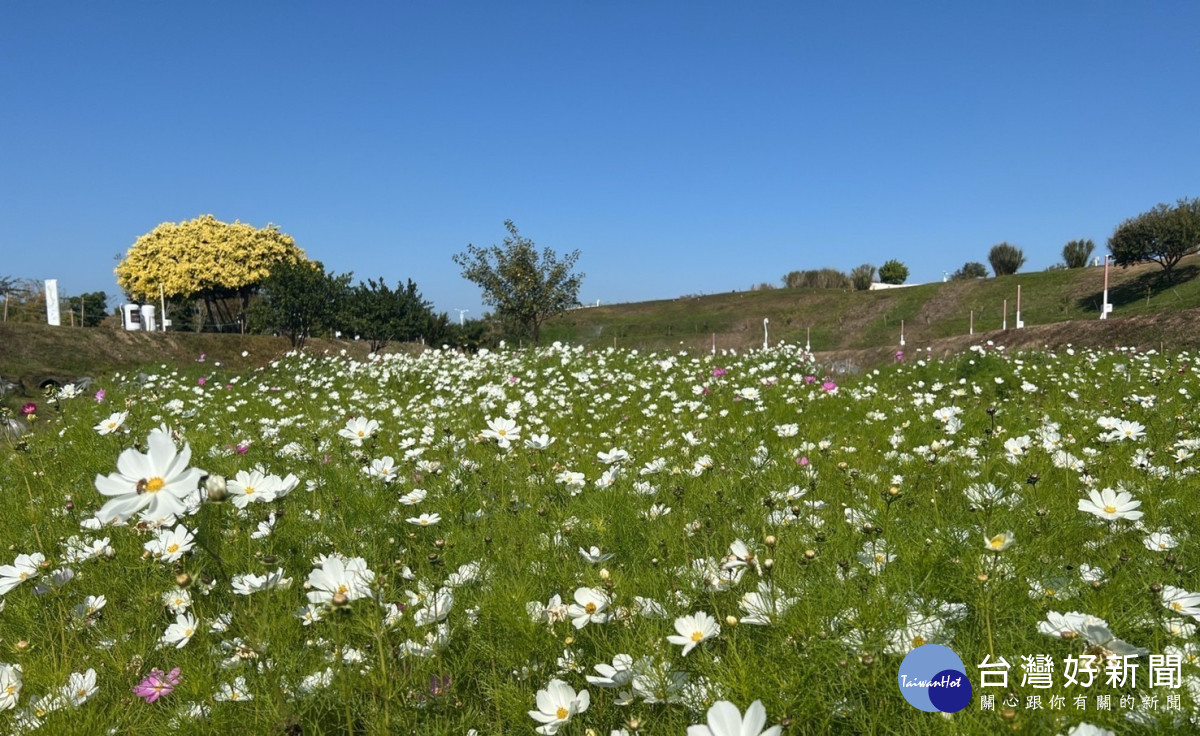 中央公園美麗的花海