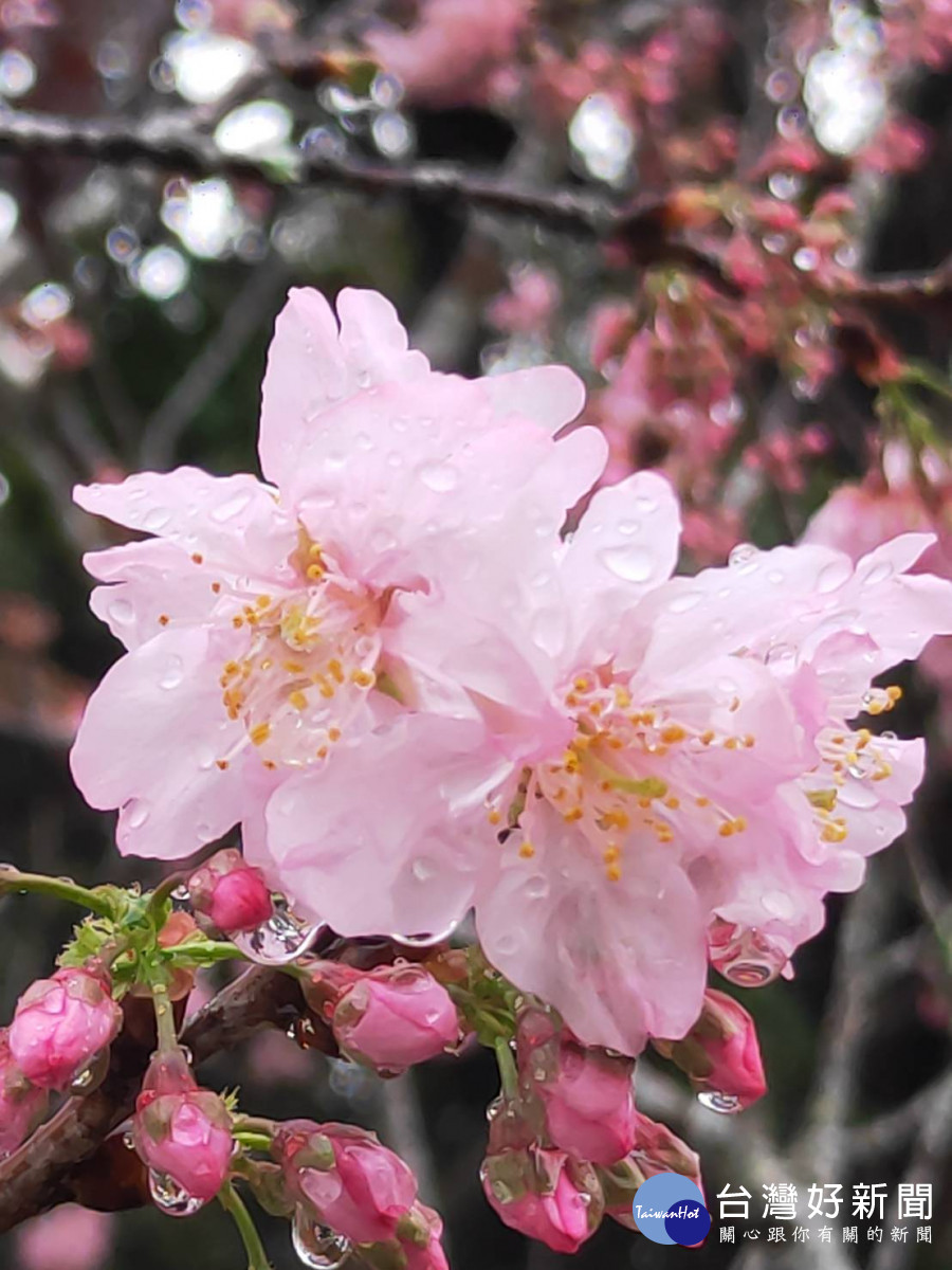 東勢林場以山櫻花和八重櫻為主，總數超過3000株。