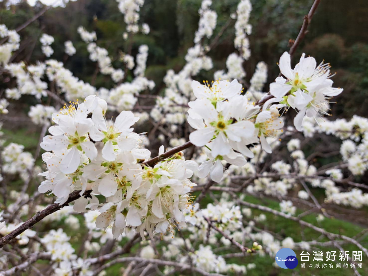 李樹枝頭上開滿成串白色小花，媲美雪景。