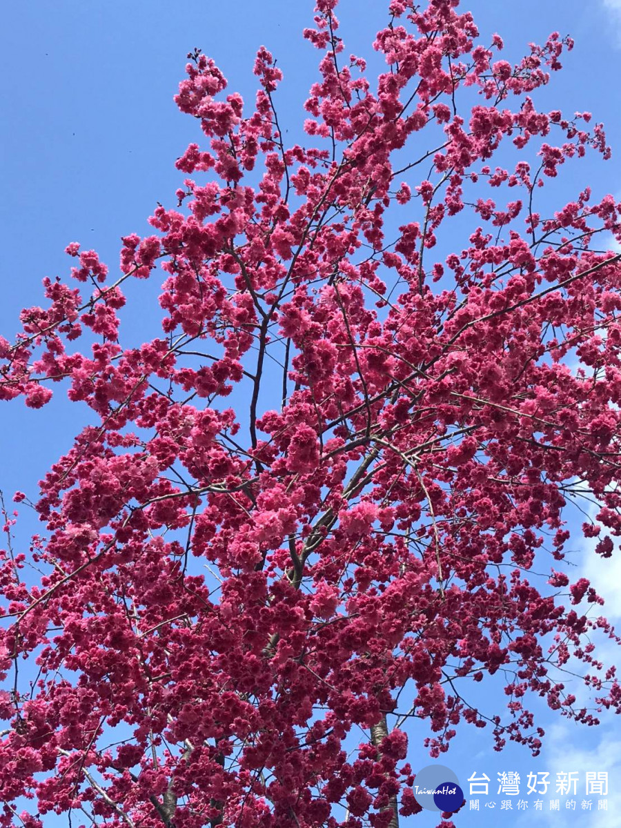 東勢林場火紅的櫻花盛開中。