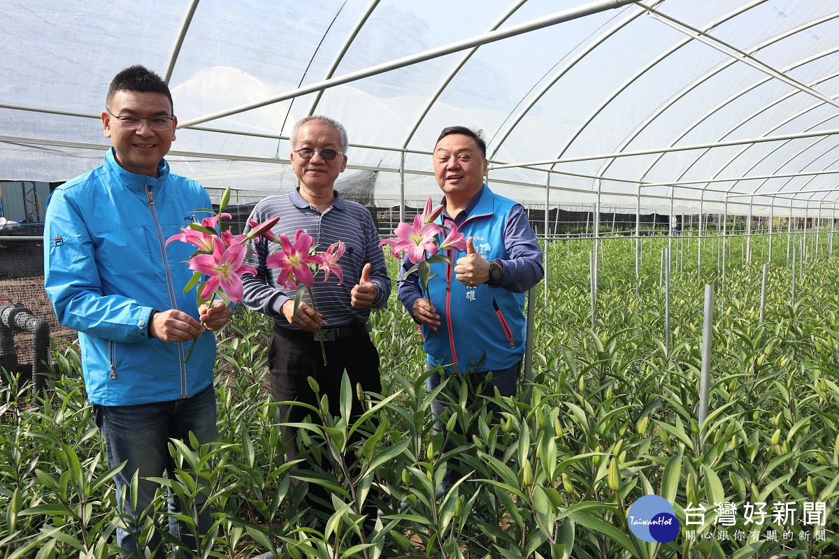 員林八卦山脈香水百合優雅綻放　香氣濃郁芬芳送禮自用兩相宜