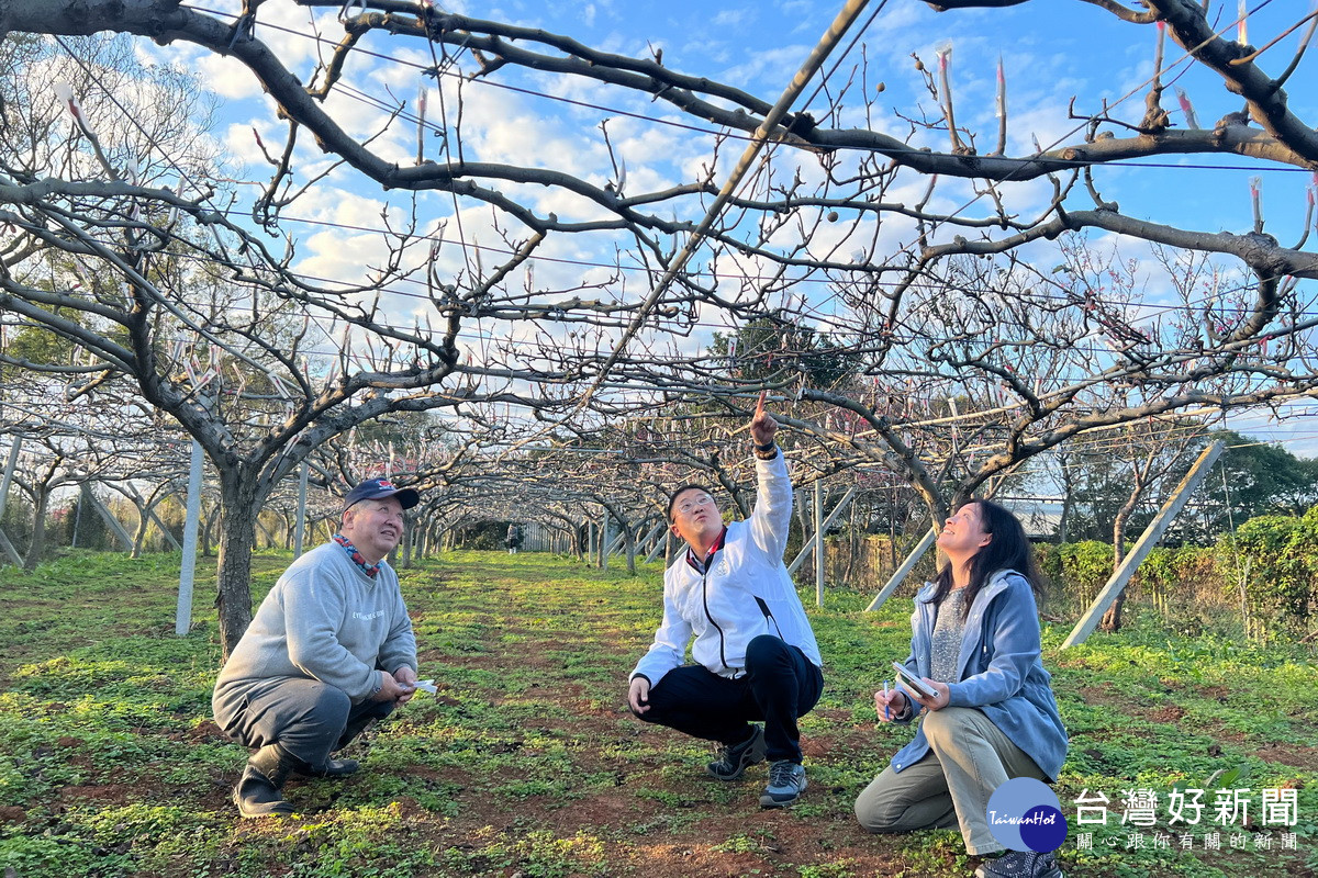 關心寒流對於桃園市農作物的影響，桃園市政府農業局長陳冠義前往楊梅關心果農狀況。