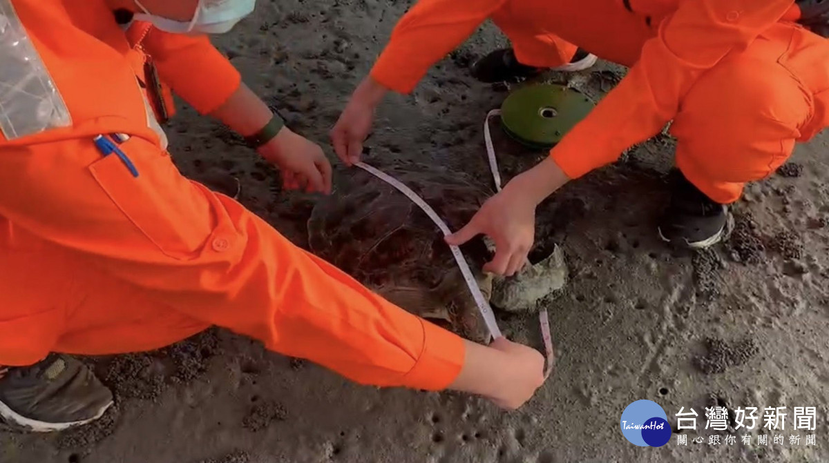 海巡隊員發現擱淺的綠蠵龜，體長約52公分、寬約49公分，無明顯外傷。