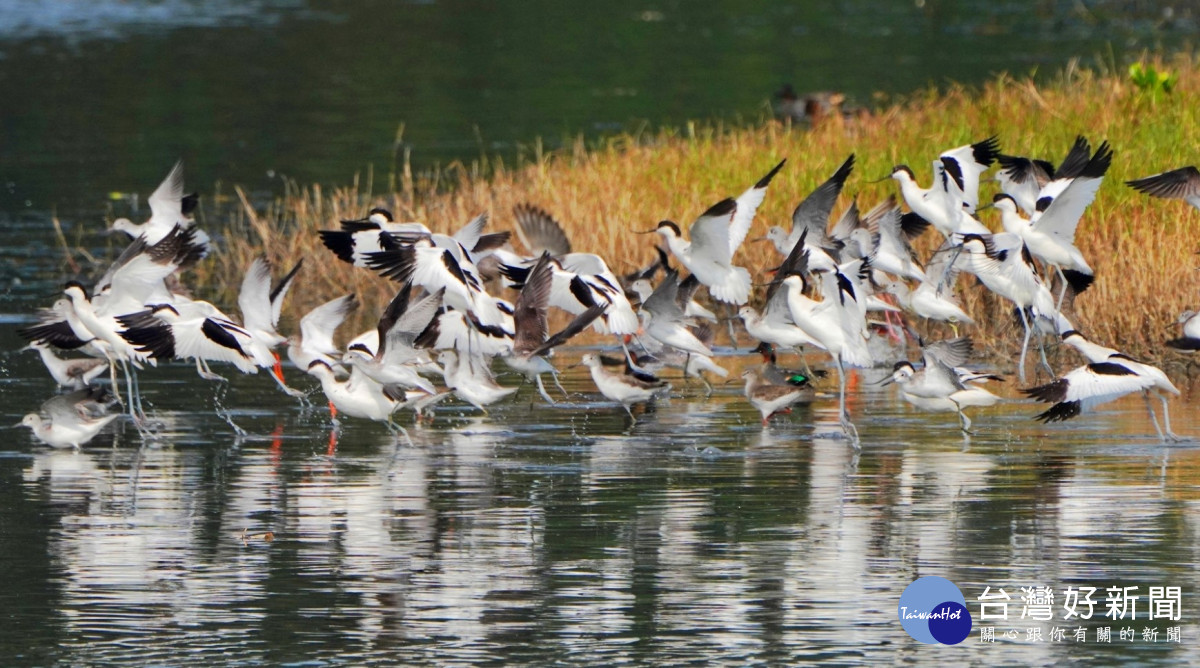 近期金城湖出現在台灣非常罕見的反嘴鴴，有著上翹彎嘴、黑白羽色及細細的藍灰色長腳。