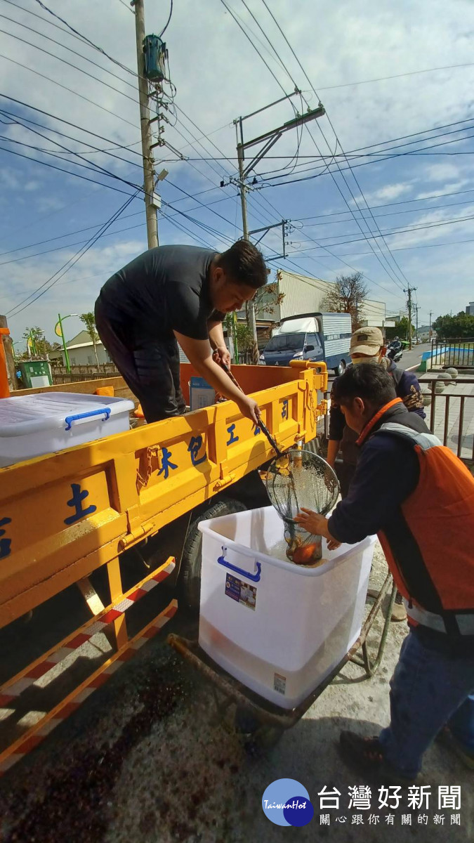 市議員吳呈賢服務處處長吳建德將上百尾錦鯉運至新居