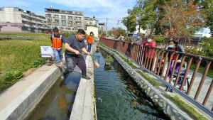 台中市議員吳呈賢服務處處長吳建將錦鯉放養至四塊厝溝水岸公園生態池。