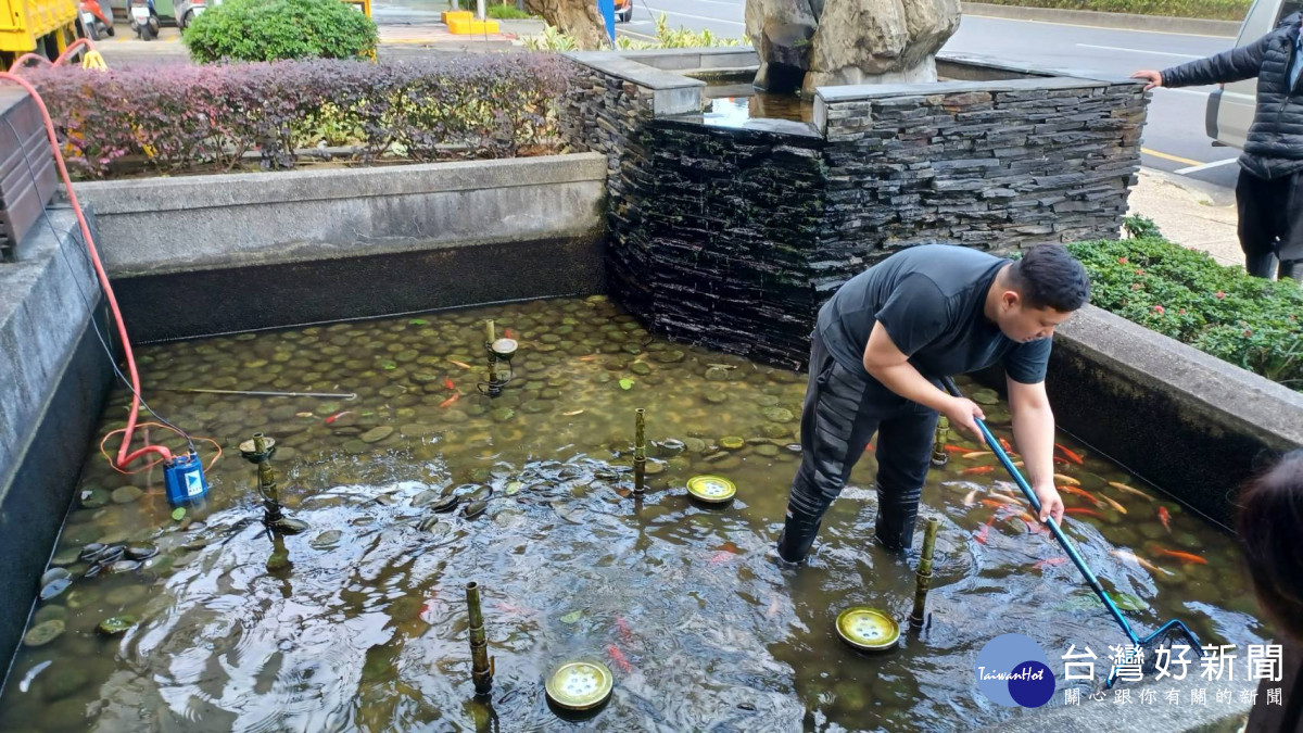 吳呈賢服務處處長吳建德逐一撈起景觀池內的錦鯉。