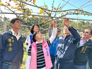 立委楊瓊瓔邀集相關單位會勘后里高接梨農損。