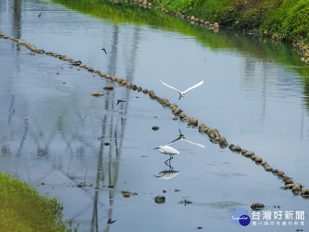 鴨母港溝白鷺鷥成群覓食　重現過往蘆洲水岸風光
