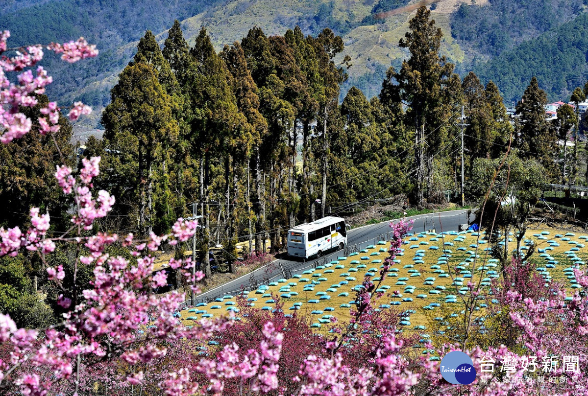 豐原客運866路公車行駛梨山2月開始粉紅色櫻花盛開