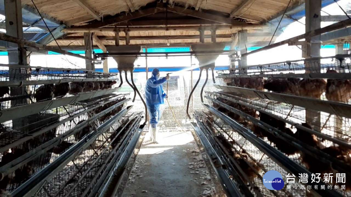 二崙鄉1蛋雞場爆禽流感疫情，已完成1387隻蛋雞撲殺作業/雲林縣府提供