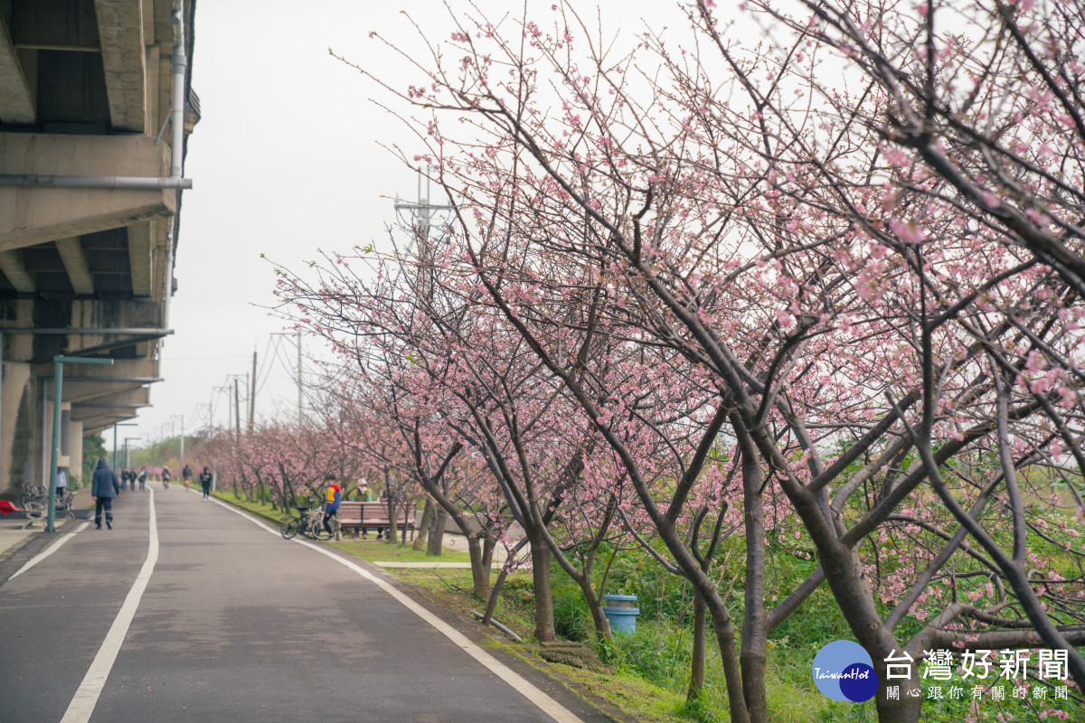 追櫻看過來　新竹公園櫻花季周六開幕　-指尖日報