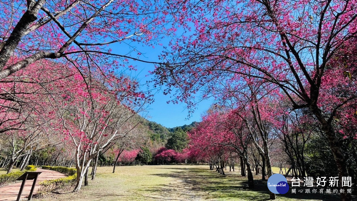 112年2月3日奧萬大之櫻花花況 。（圖片/南投林管處提供）