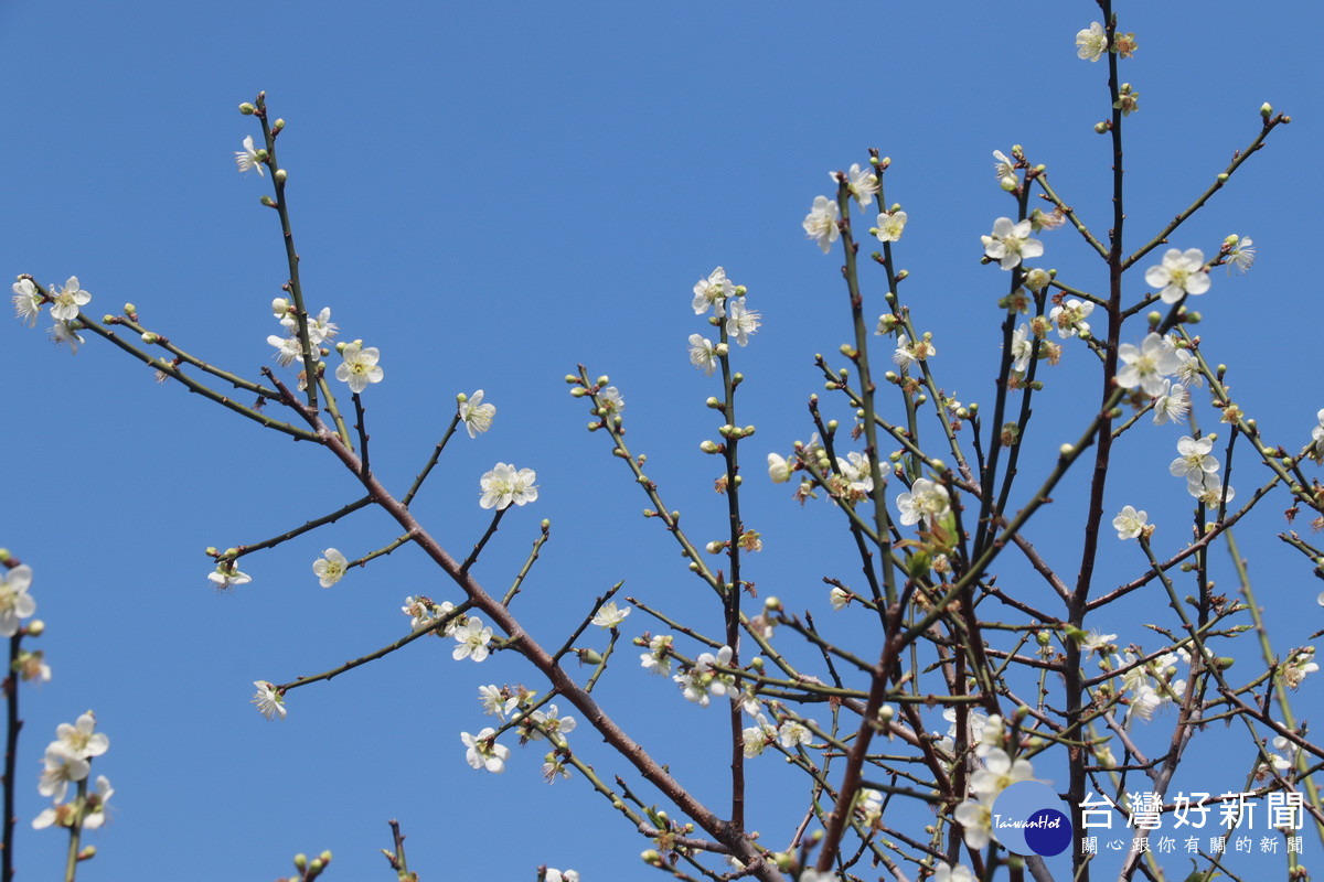 不少梅樹花朵花苞間雜令人眼花。（記者扶小萍攝）