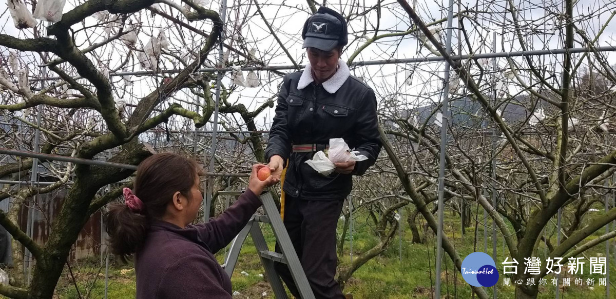 阮文歌以移工身分來臺，因緣際會下，到梨山工作，與石氏嫩相戀。