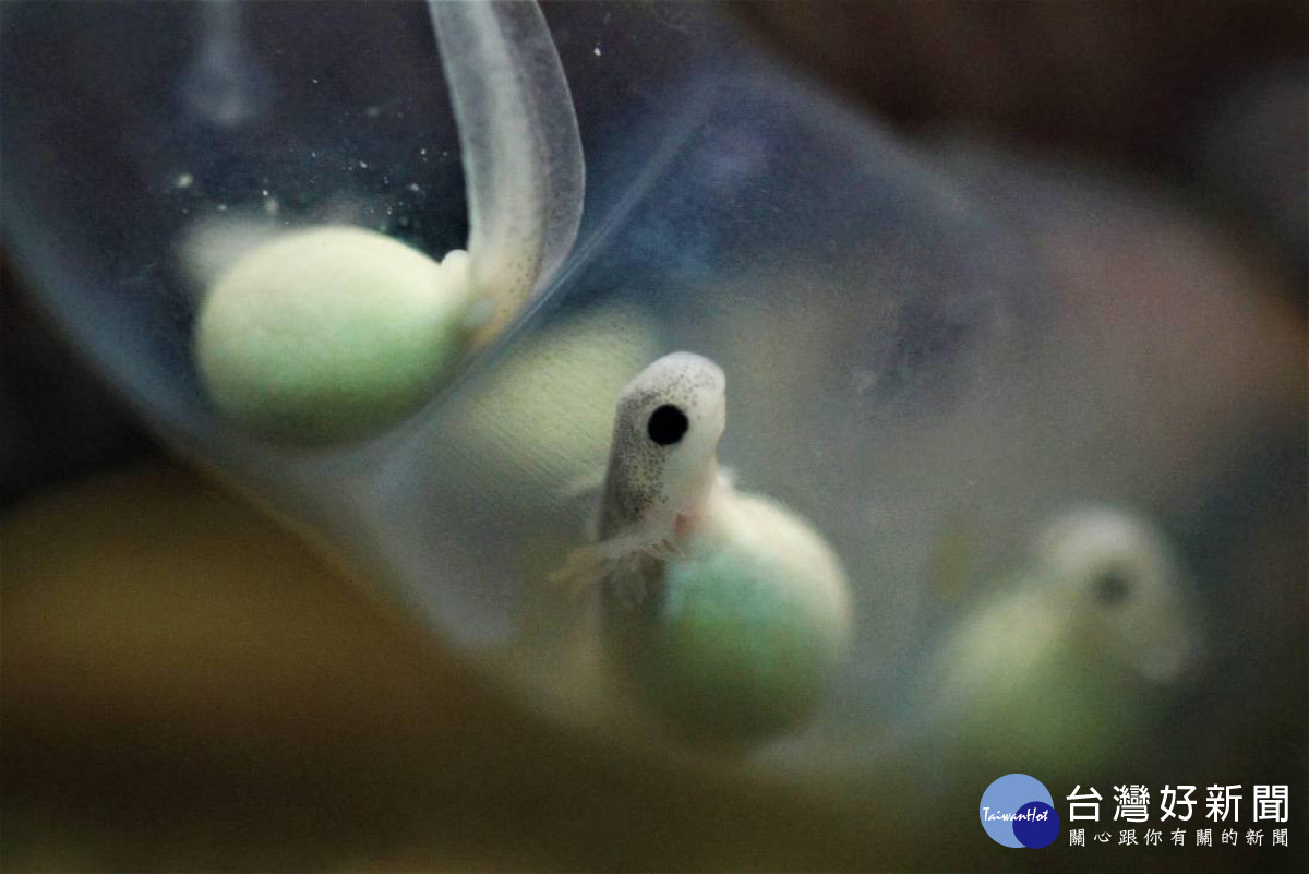 阿里山山椒魚卵串(圖片來源：印莉敏) （玉管處提供）