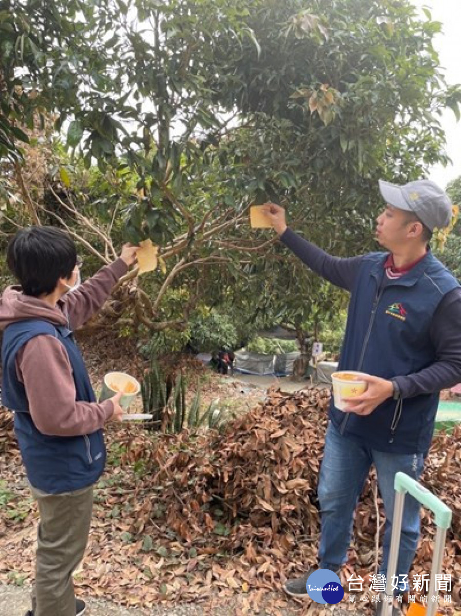 荔枝椿象止步！中市釋放40萬隻平腹小蜂防治