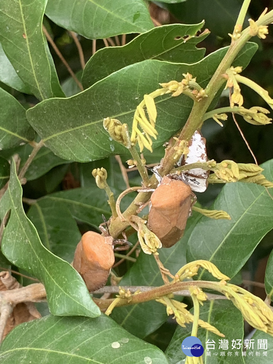 荔枝椿象吸食龍眼花穗及嫩芽