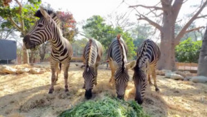 ▲高市觀光局表示，動物園運動經費絕非僅有100多萬。（圖／記者 許高祥 翻攝）