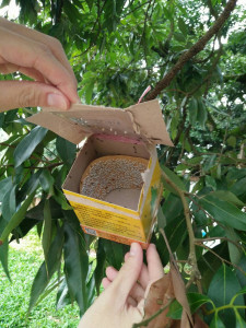 民眾在防治荔枝椿象或摘除卵塊(片)時，應作好自身防護／嘉義市府提供