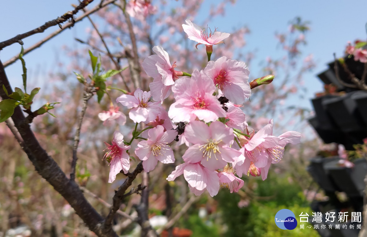 彰化縣長王惠美芬園遊賞櫻花。圖／彰化縣政府提供