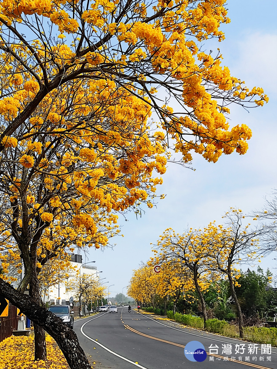 芬園台14 黃花風鈴木。圖／彰化縣政府提供