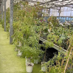 林嫌以自家蘭花園當掩護栽種大麻／陳致愷翻攝