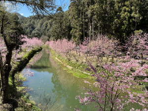 杉林溪營造獨步全台的櫻花溪岸倒影景觀，吸引遊客觀賞。（記者扶小萍攝）