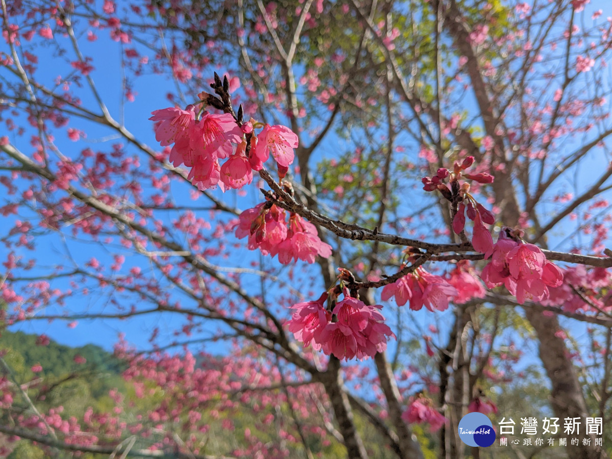 開滿美麗花朵的山櫻花。