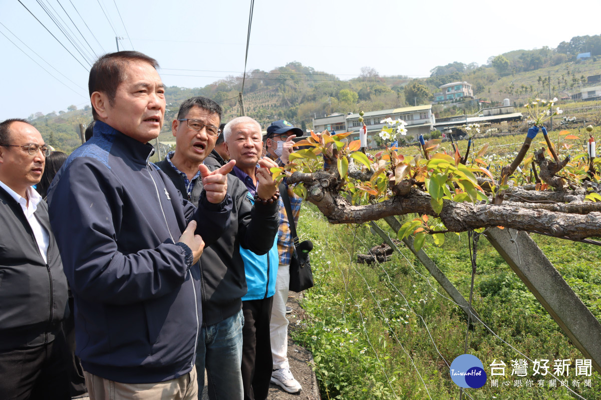 苗縣高接梨穗寒害嚴重　鍾東錦勘災要求盡速報請農委會辦理現金救助